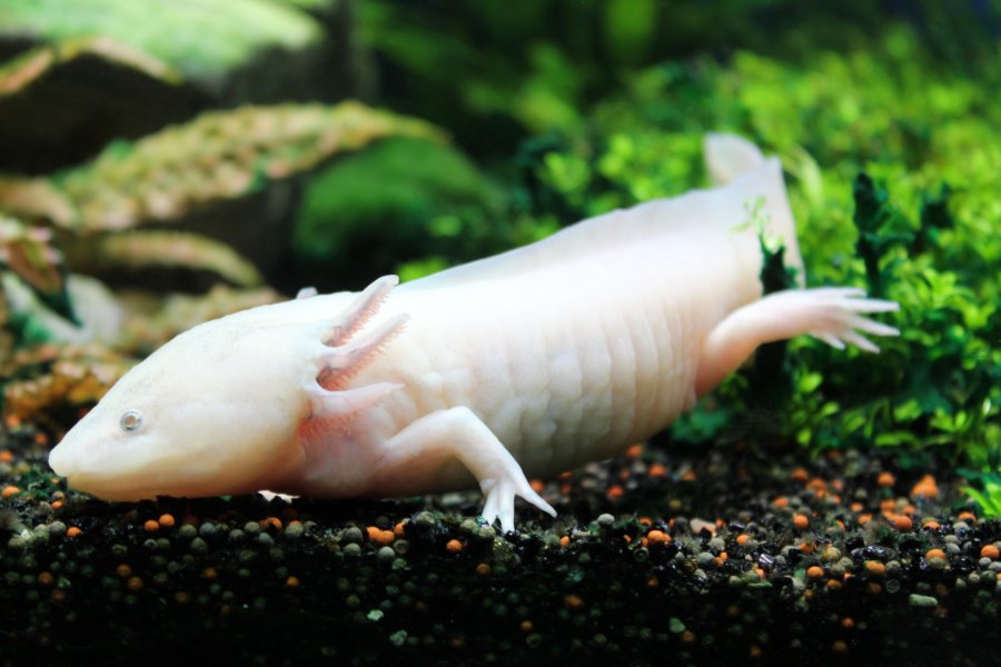 what do axolotls eat