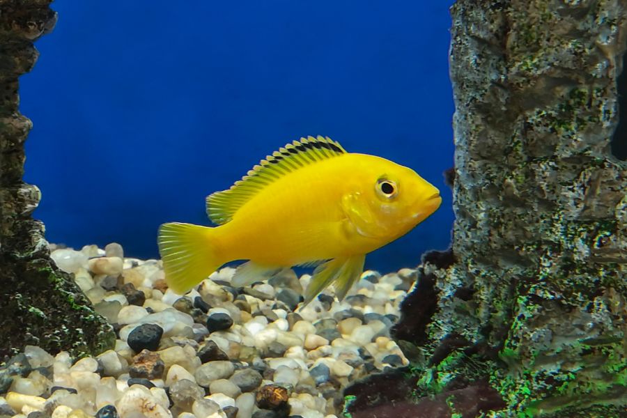 labidochromis caeruleus