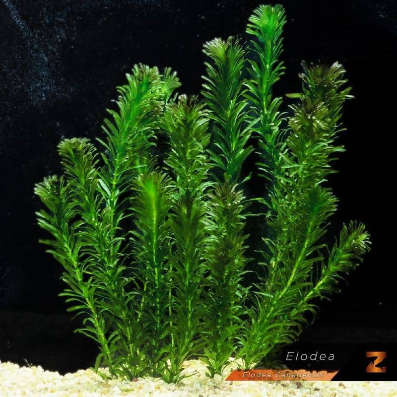 American waterweed (Elodea canadensis)