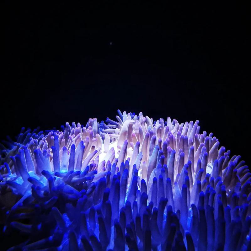 Anemones Tubular body