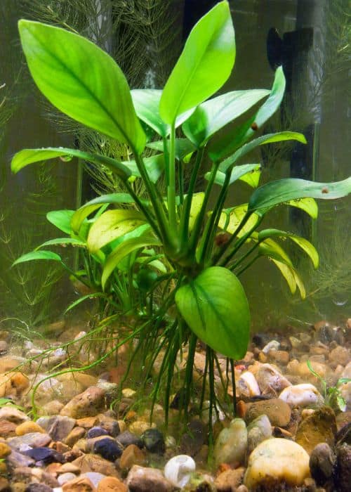 Anubias