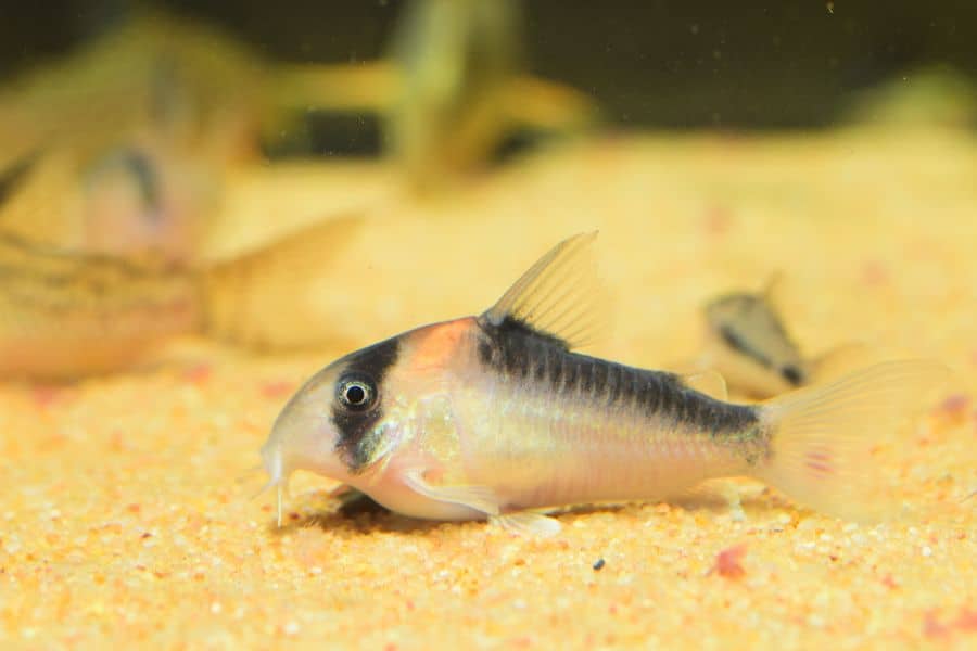 Bandit Corydoras