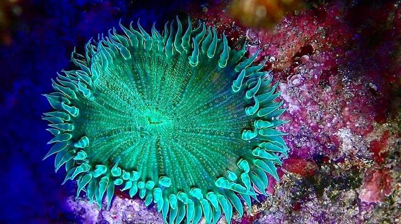 Beaded Anemone (Heteractis aurora)