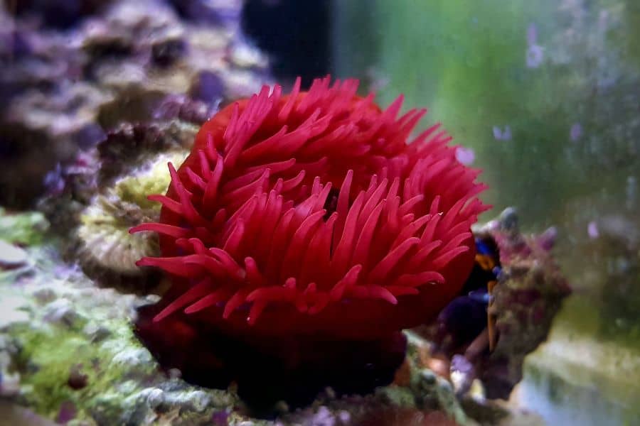 Beadlet Anemone