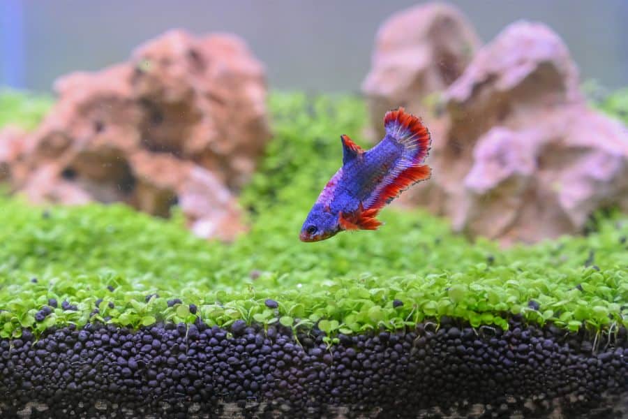 Betta Fish Water Parameters