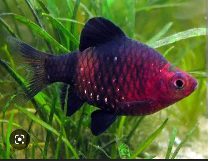 Black Ruby Barb