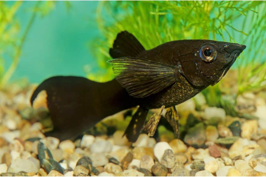 Black Sailfin Molly