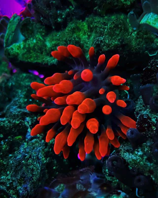 Black Widow Anemone