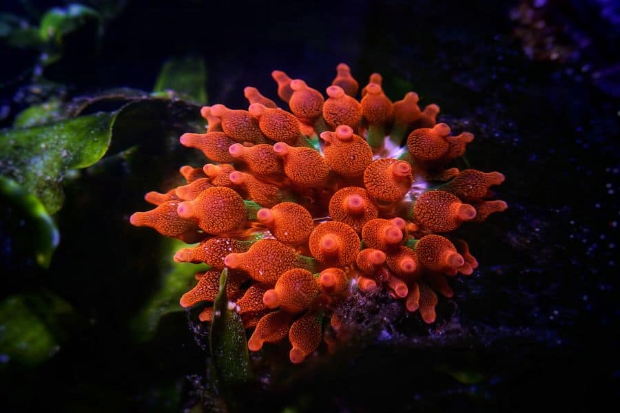 Bubble Tip Anemone