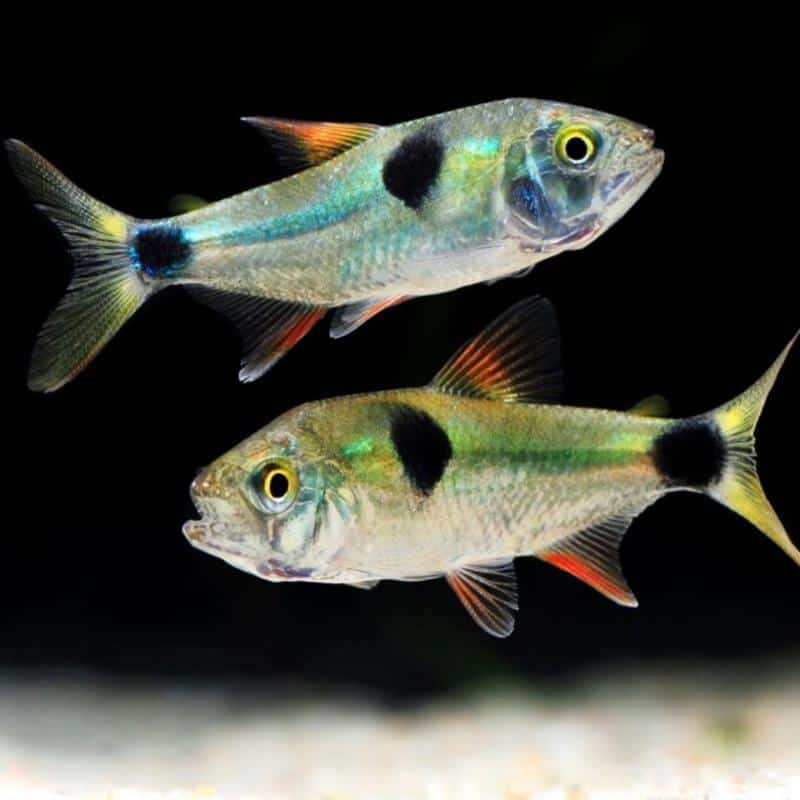 Bucktooth Tetra