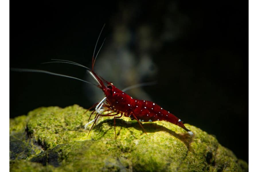 Cardinal shrimp