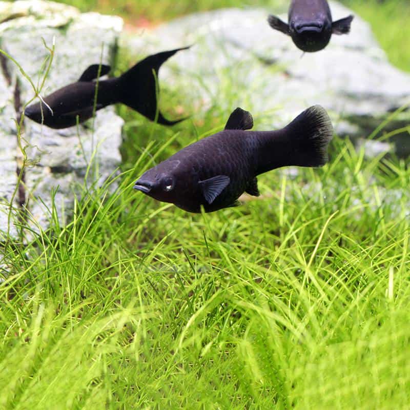 Common Black Molly