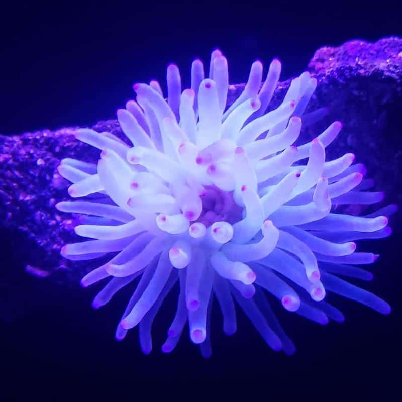 Condy Anemone