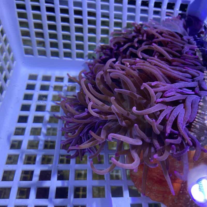 Corkscrew Anemone(Macrodactyla doreensis)