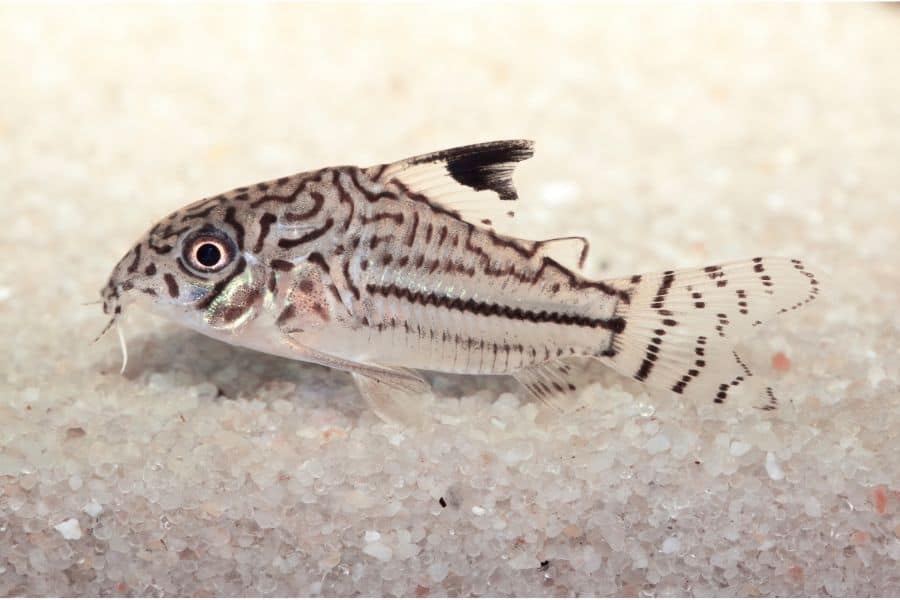 Corydoras Julii