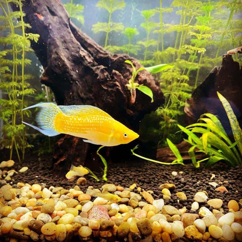 Creamsicle Sailfin Lyretail Molly