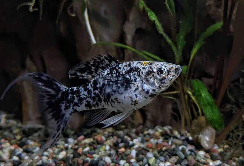 Dalmatian Lyretail Molly