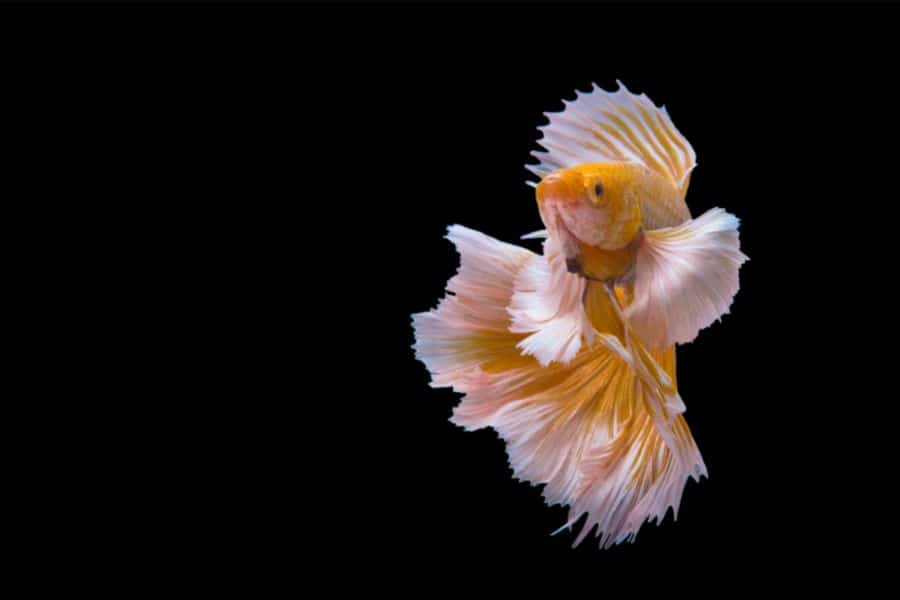 Elephant Ear Betta