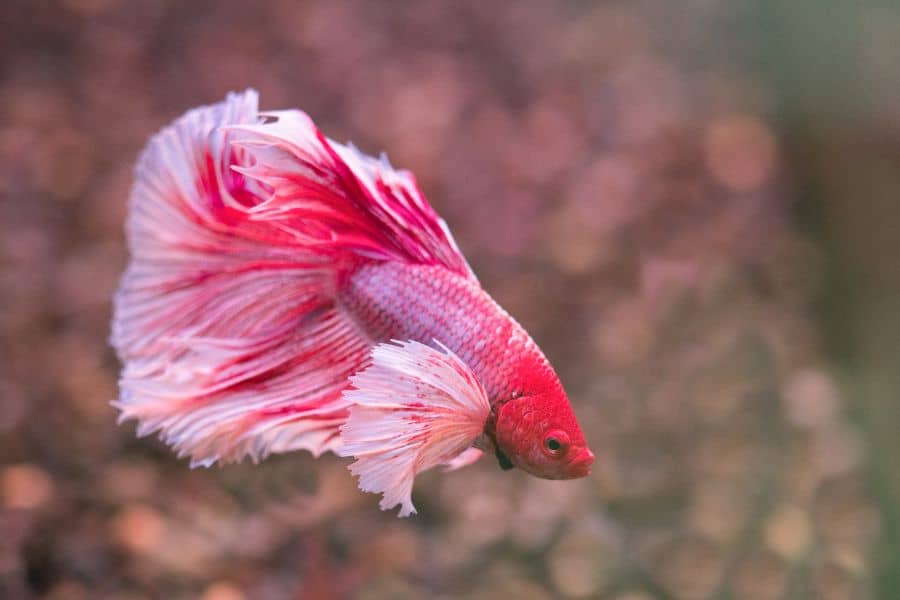 Elephant Ear Betta Appearance