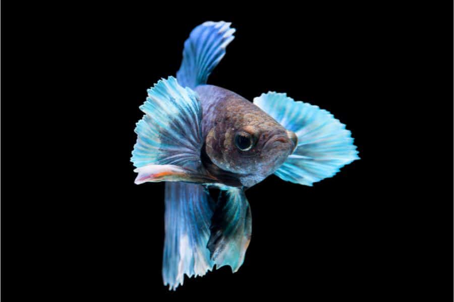 Elephant Ear Betta Fish