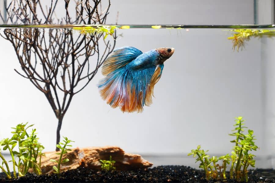 Factors That Influence Betta Fish Lifespan