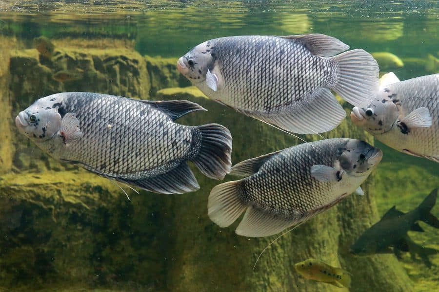 Giant Gourami