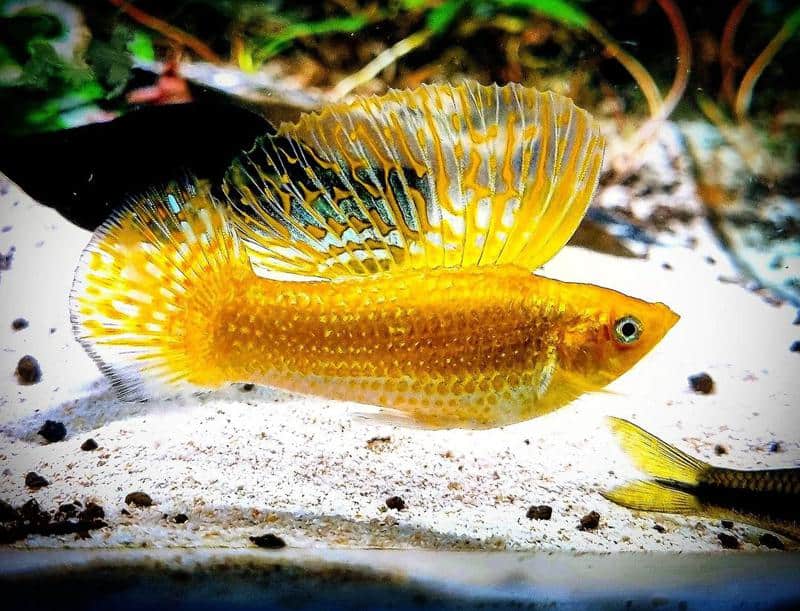 Golden Sailfin Molly