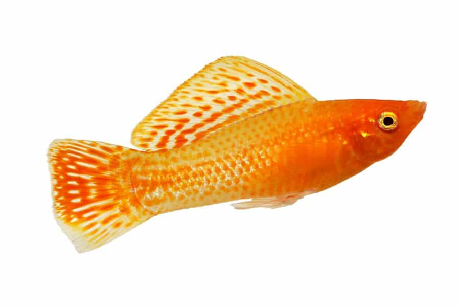 Golden Sailfin Molly