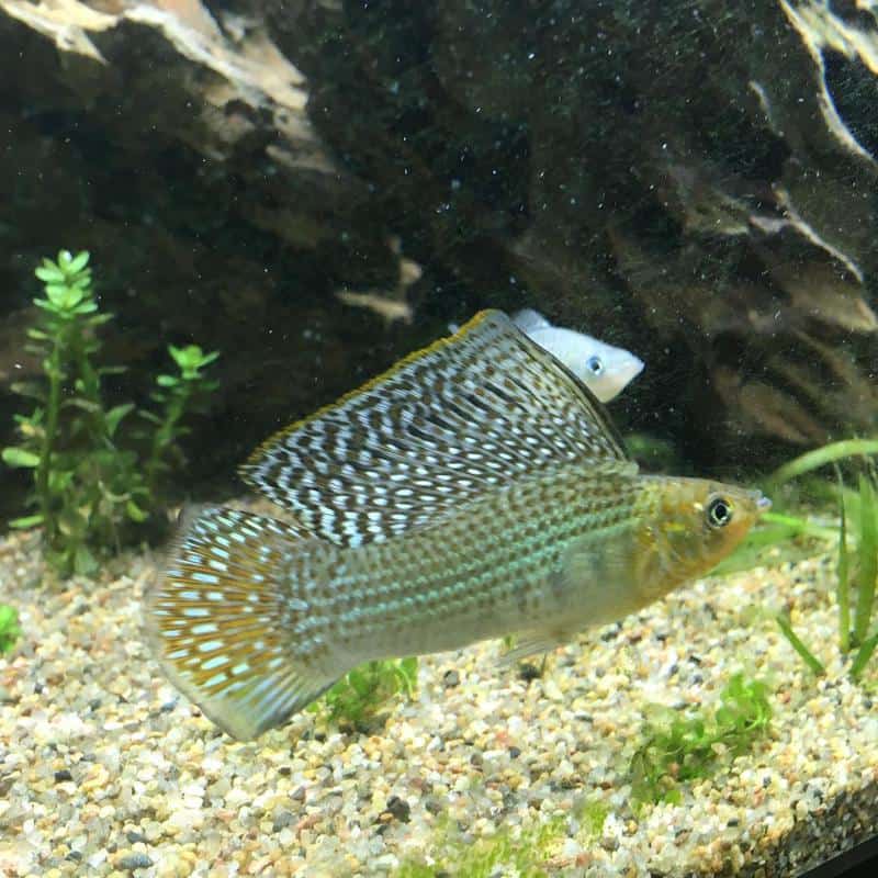 Green Sailfin Molly