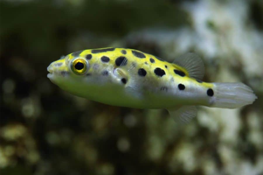 Green Spotted Puffer