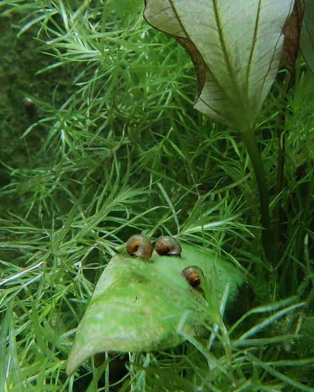 Guppy Grass