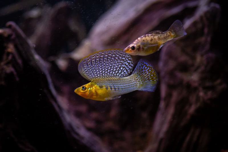 Harlequin Sailfin Molly