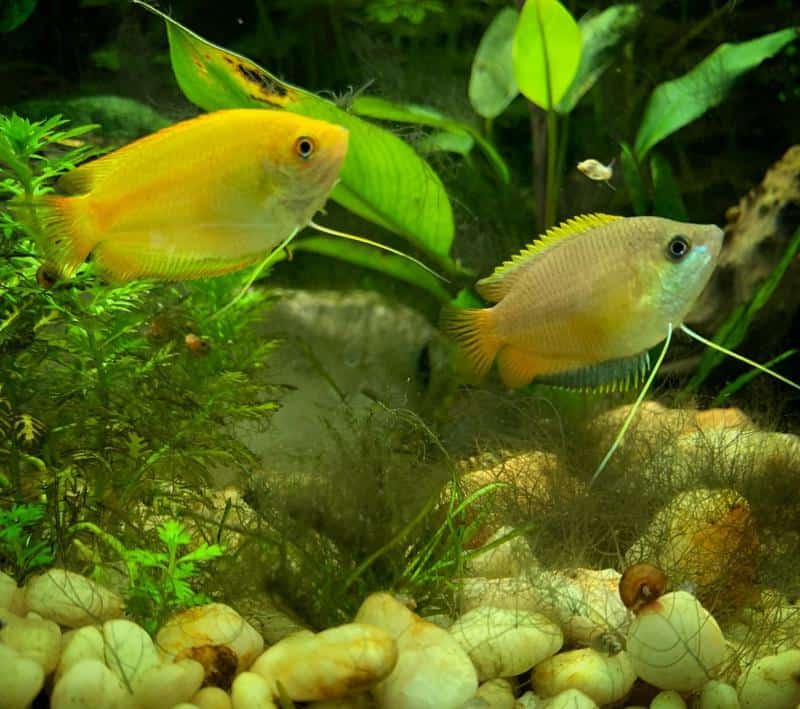 Honey Gourami