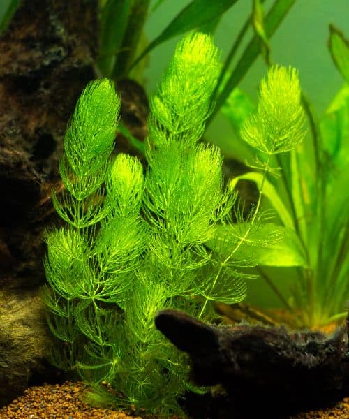 Hornwort (Ceratophyllum demersum)