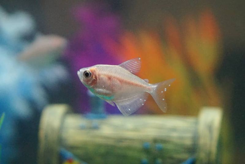 What Is Ich on Fish? Symptoms & Treatment