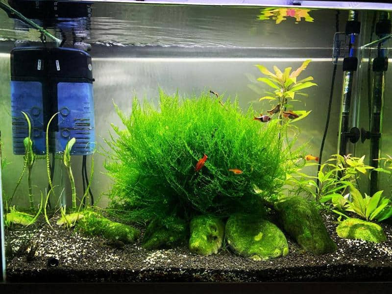 Java Moss