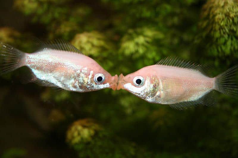 Kissing Gourami Helostoma temminckii