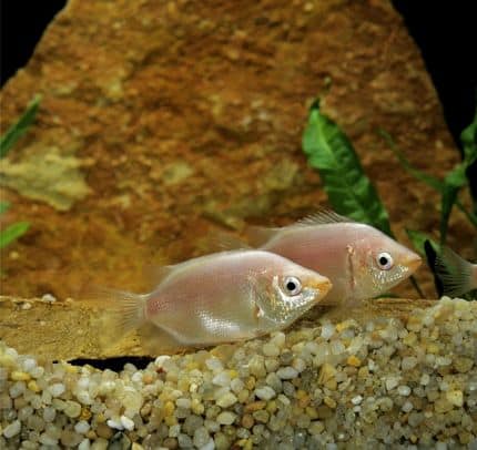 Kissing Gourami