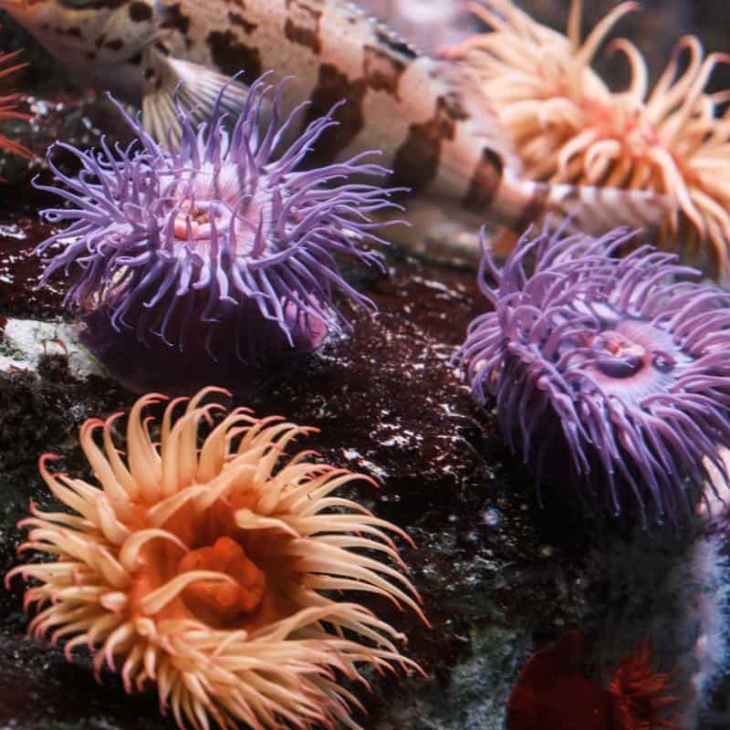 Knobbly Anemone