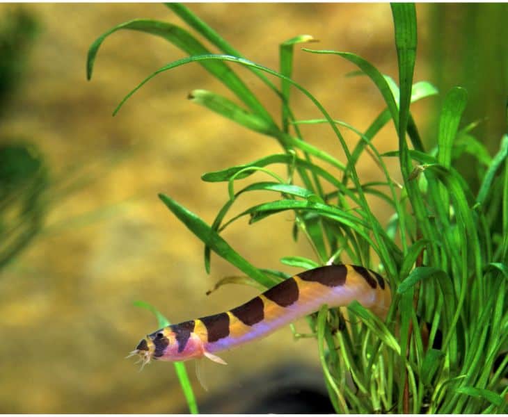 Loaches