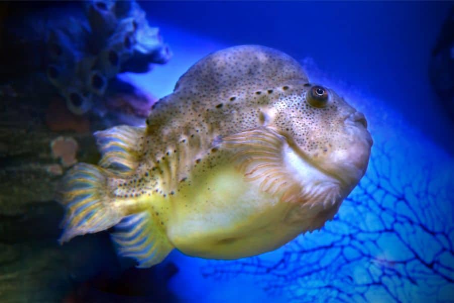 Lumpfish