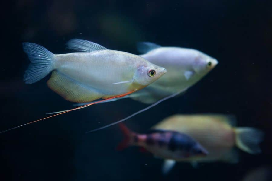 Moonlight Gourami