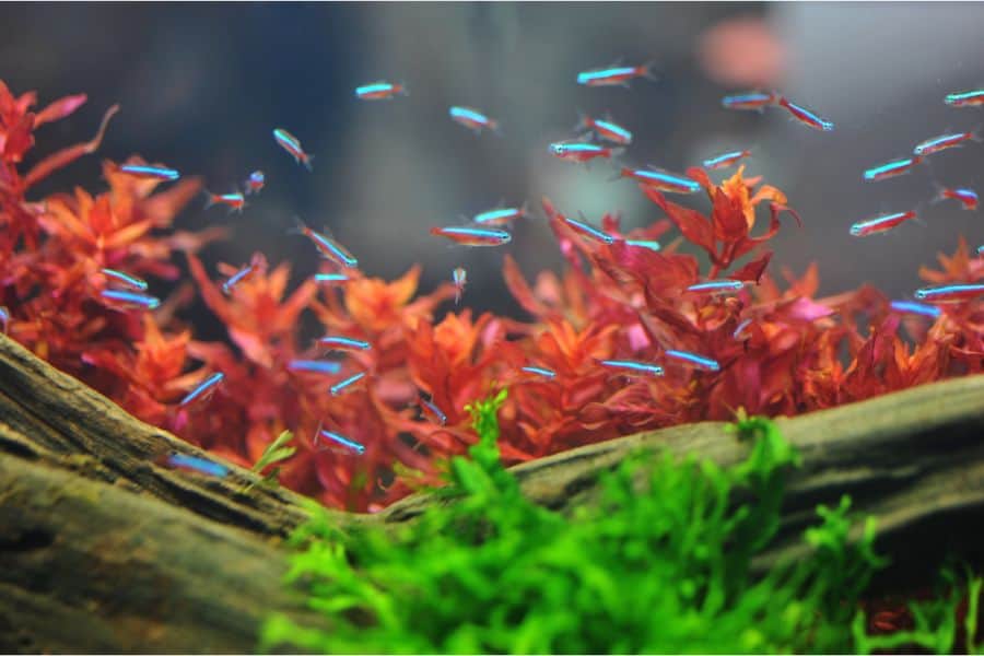 Neon tetra