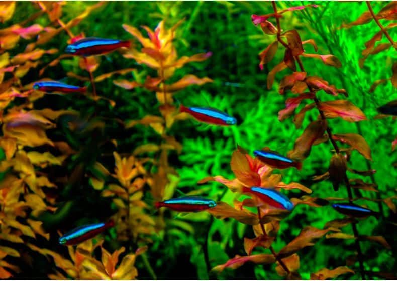 Neon tetra(Paracheirodon innesi)