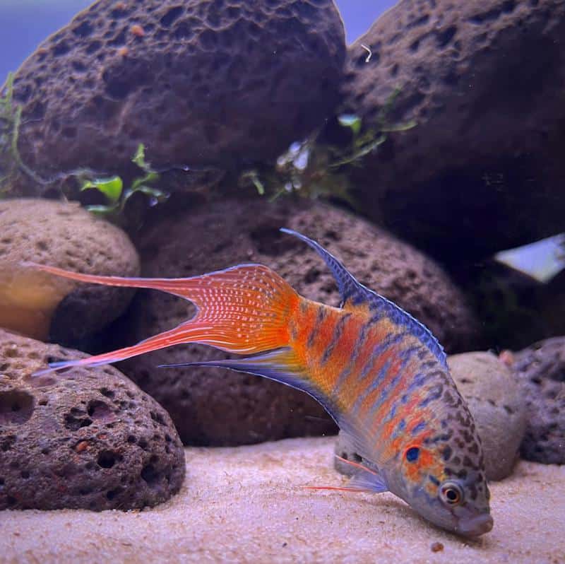 Paradise Gourami