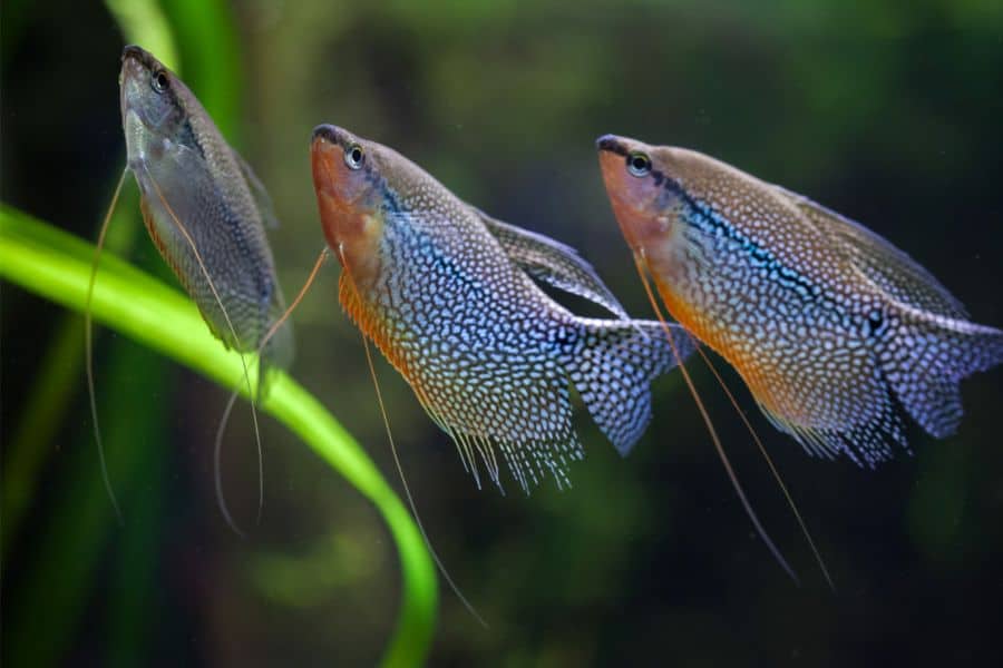 Pearl Gourami