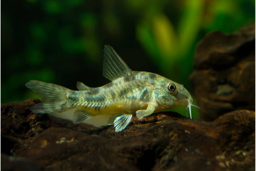 Peppered Cory