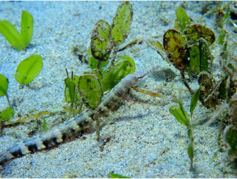 Pipefish