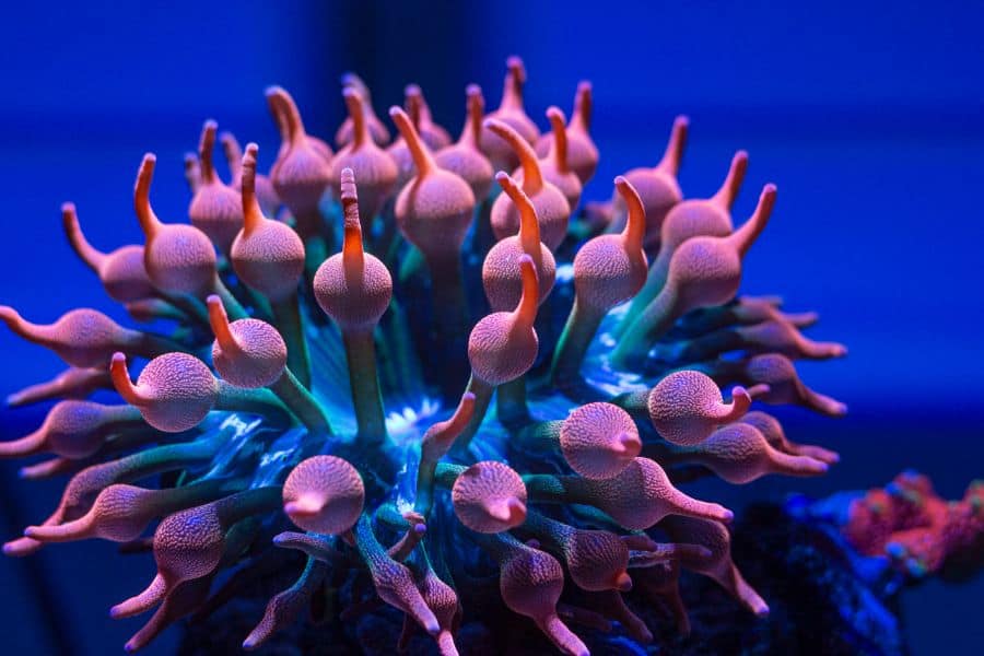 Rainbow Bubble Tip Anemone