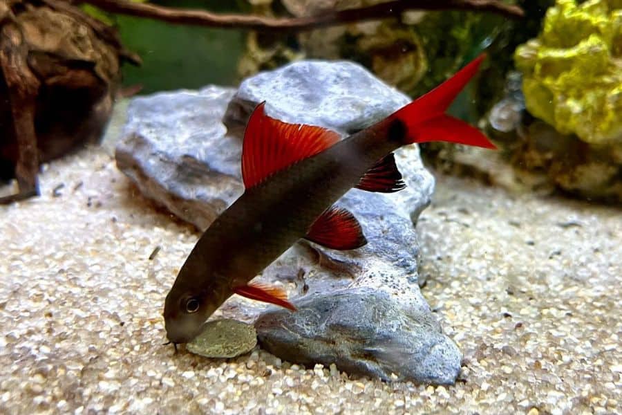 Rainbow Shark Diet and Nutrition